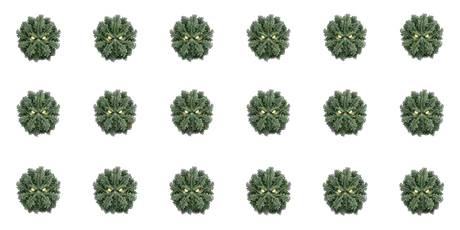 Kale Colossus