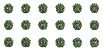 Kale Colossus
